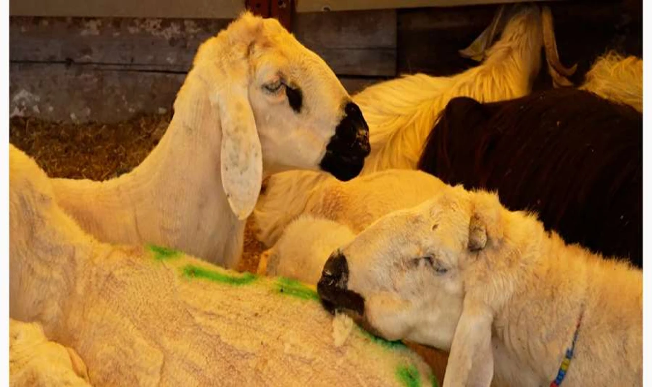 Ataşehir Belediyesi Kurban Bayramı Hazırlıklarını Tamamladı