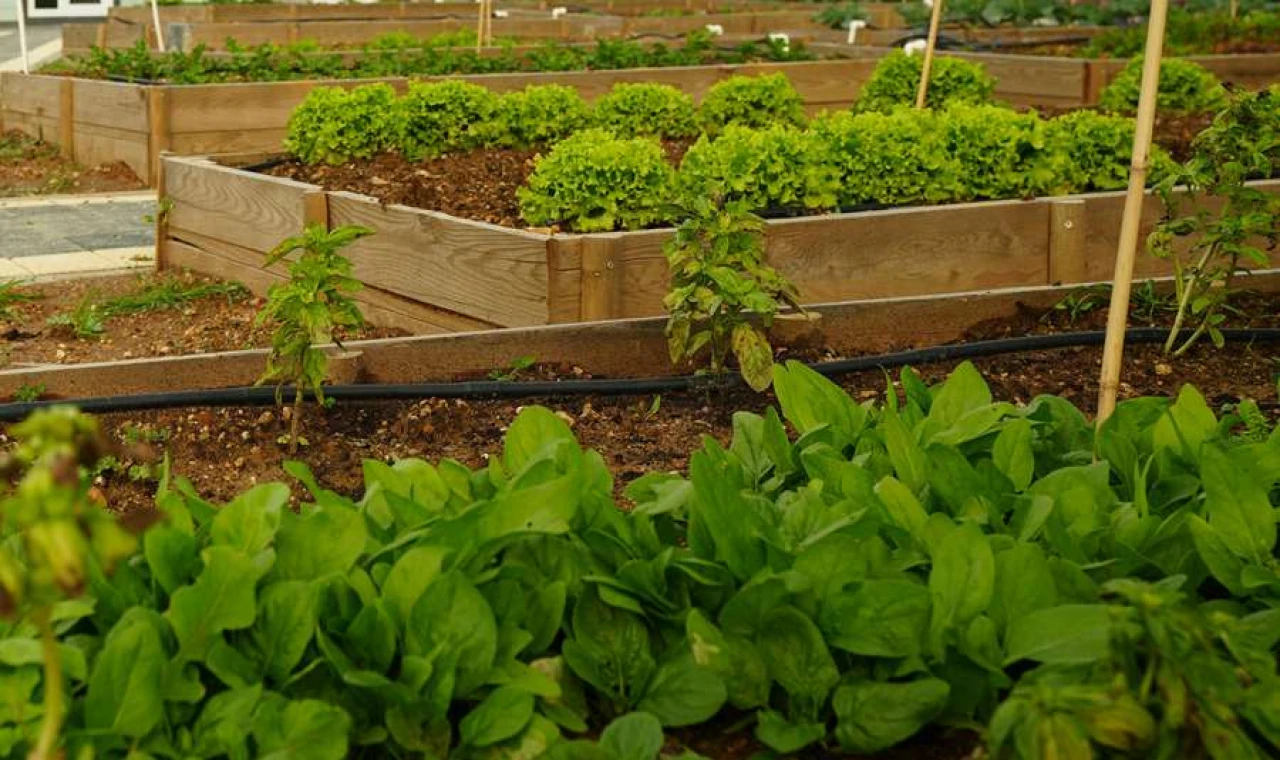 Ataşehir’de Kent Bostanlarının Yeni Sahipleri Belirlendi