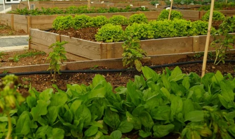 Ataşehir’de Kent Bostanlarının Yeni Sahipleri Belirlendi
