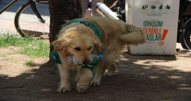 Çöpçü Köpek Kadro Bekliyor