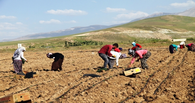 Kadın İşçilerin Ekmek Mücadelesi