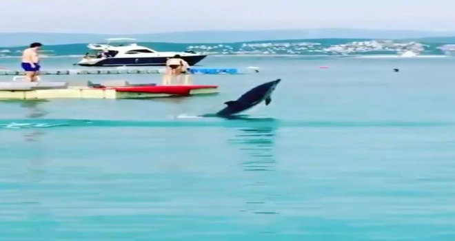 Çeşmenin Maskotu Ölü Bulundu