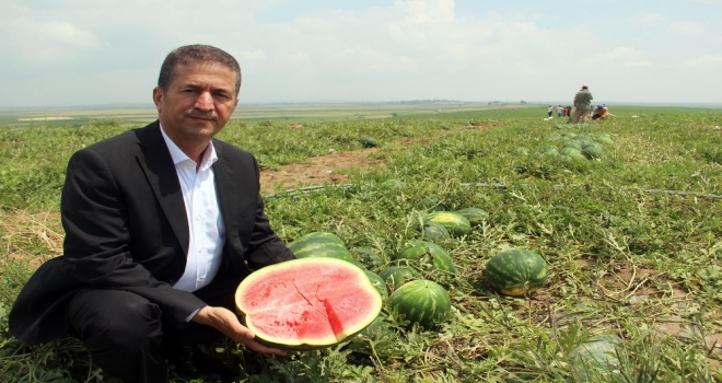 Adanada Karpuz Hasadı Başladı