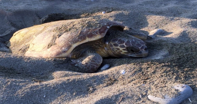 Caretta Carettalar Yumurta Bırakmaya Başladı