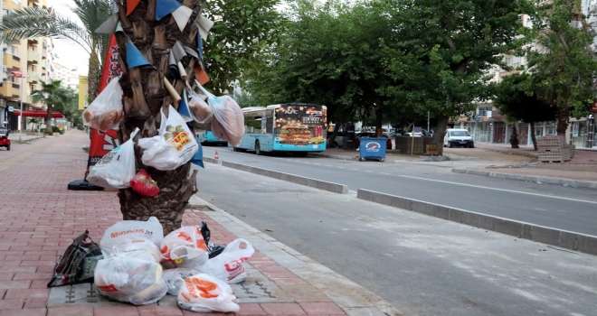 Palmiye Ağacını Çöplüğe Çevirdiler