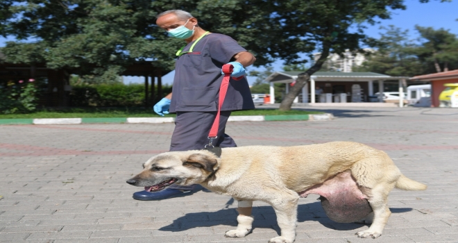 Sokak Köpeğine Tümör Ameliyatı