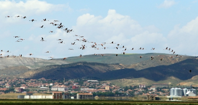 Flamingoların Yeni Adresi Tuz Gölü