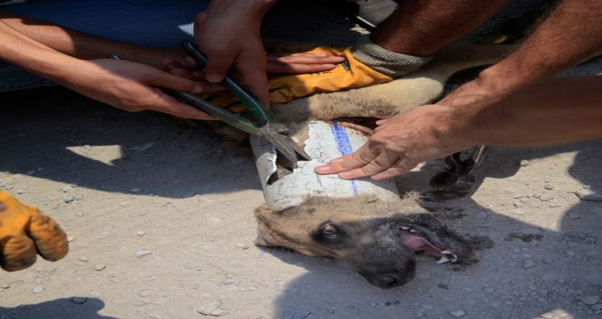 Zavallı Köpeğin Yardımına İtfaiye Koştu