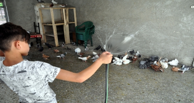 Güvercinler De Sıcaktan Korunmanın Yolunu Buldu