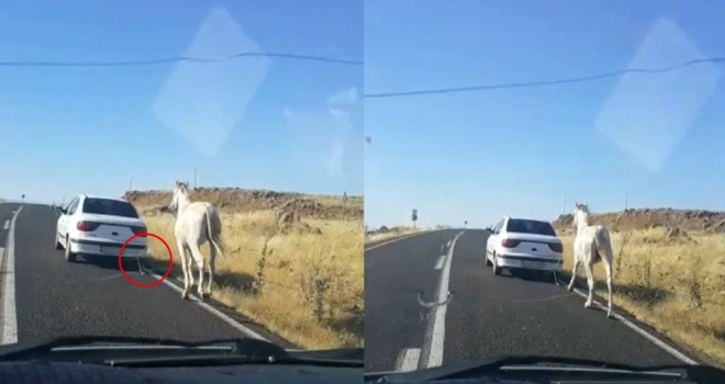 Arabanın Arkasına Bağlanan At Yürek Sızlattı