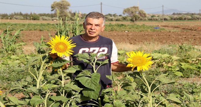 Datçada İlk Yerel Tohum Hasadı Yapıldı