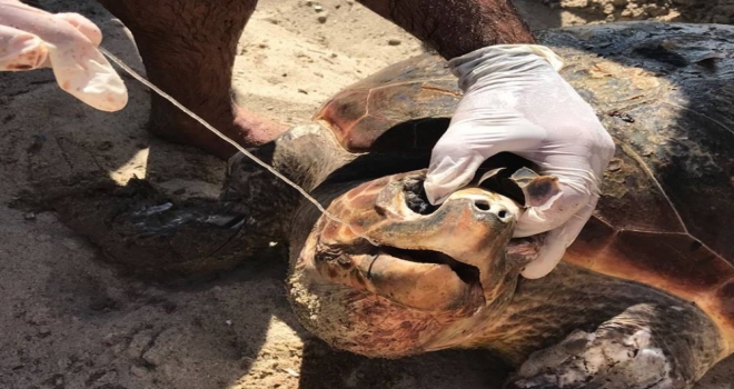 Kuşadasında Caretta Caretta Seferberliği