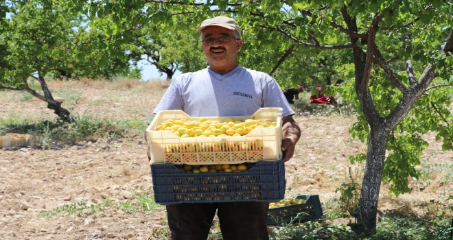 Kayısıda Hasat Başladı