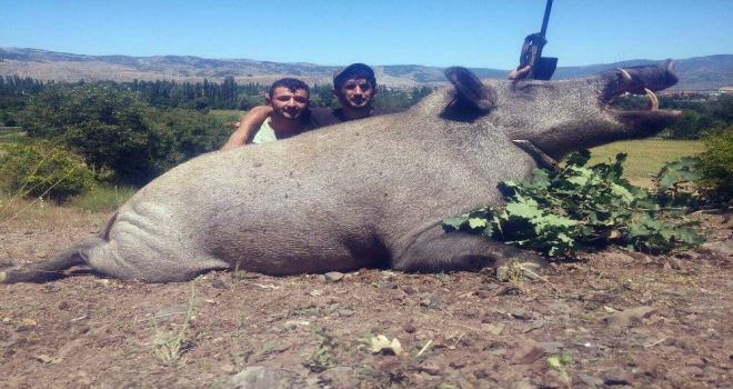 350 Kilo Ağırlığında Domuz Avladılar