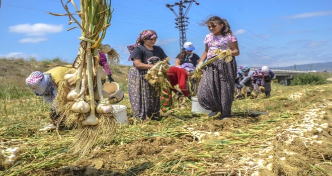 Sarımsağın Ana Vatanı Taşköprüde Hasat Başladı