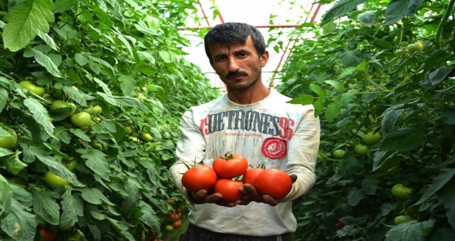 Karatayın Domates Açıklamasına Tepki Bitmiyor