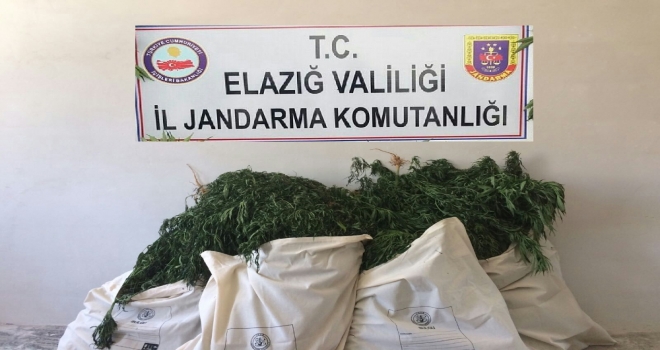 Elazığda 7 Bin Kök Hint Keneviri Ve 51 Kilo Esrar Ele Geçirildi