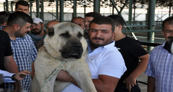 Festivalin İlgi Odağı Boğaç Oldu