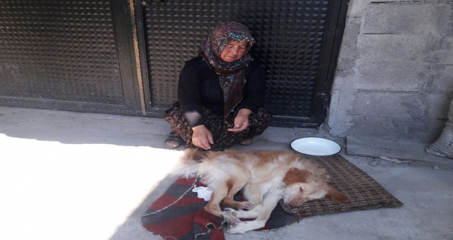 Felçli Köpeğe Anne Şefkati