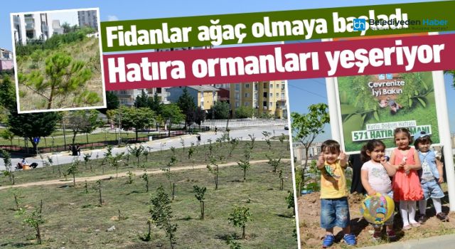 FİDANLAR AĞAÇ OLMAYA BAŞLADI