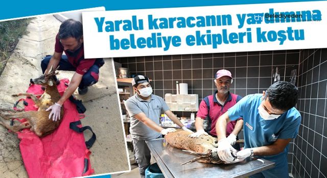 YARALI KARACANIN YARDIMINA BELEDİYE EKİPLERİ KOŞTU