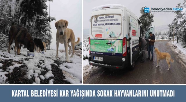 Kartal Belediyesi Kar Yağışında Sokak Hayvanlarını Unutmadı