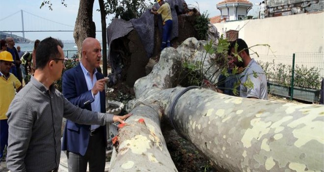 ÇENGELKÖY'DE YIKILAN TARİHİ ÇINAR YERİNDE KORUNACAK