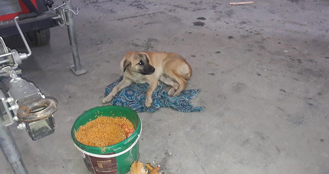 Araba çarpan köpeğin yardımına veterinerlik ekipleri koştu