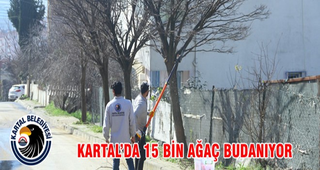 KARTAL’DA 15 BİN AĞAÇ BUDANIYOR