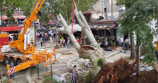 ÇENGELKÖY'DE YIKILAN TARİHİ ÇINAR YERİNE KONULDU