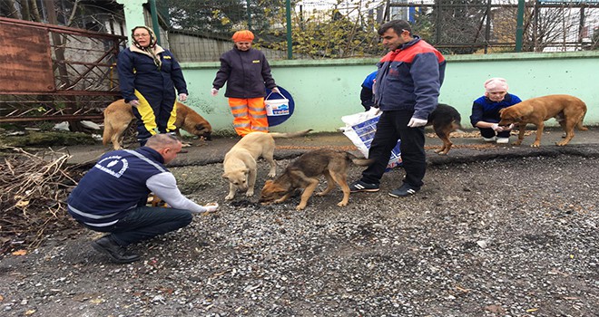 Bu Kış Sokak Hayvanları İçin Daha Sıcak Geçecek!