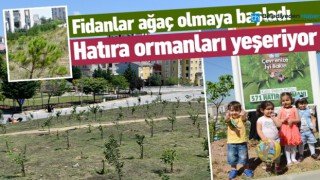 FİDANLAR AĞAÇ OLMAYA BAŞLADI