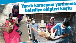 YARALI KARACANIN YARDIMINA BELEDİYE EKİPLERİ KOŞTU