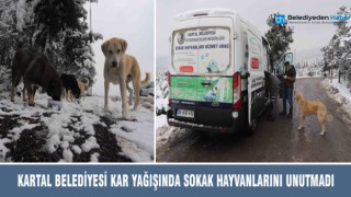 Kartal Belediyesi Kar Yağışında Sokak Hayvanlarını Unutmadı