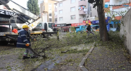 Kartal’da Ağaç Budama Çalışmaları Devam Ediyor